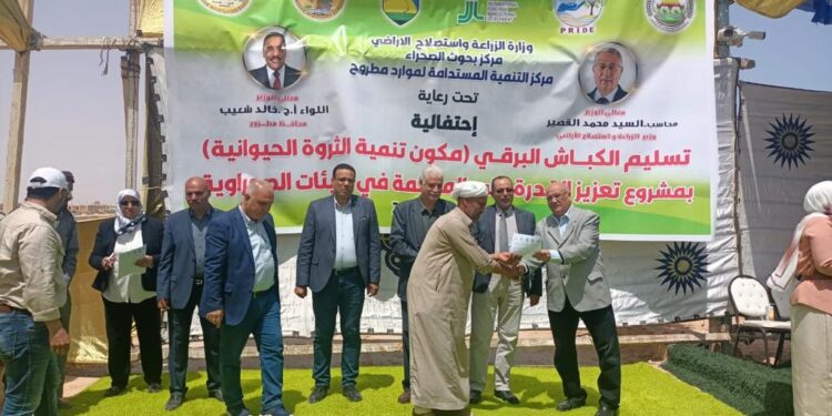 بحوث الصحراء يوزع 120 كبش من سلالة الأغنام البرقي على مربي الثروة الحيوانية بمطروح 1 بحوث الصحراء