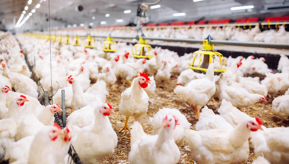 باحث يوضح أشهر أمراض الدواجن الفيروسية وطرق الوقاية منها 1 مزارع الدواجن