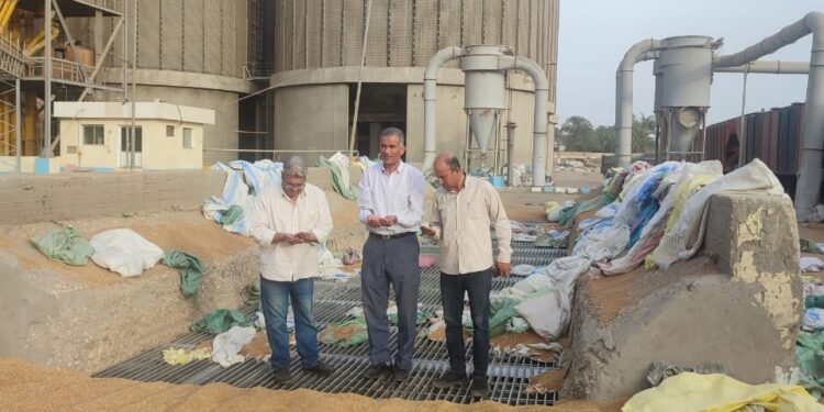 توريد القمح