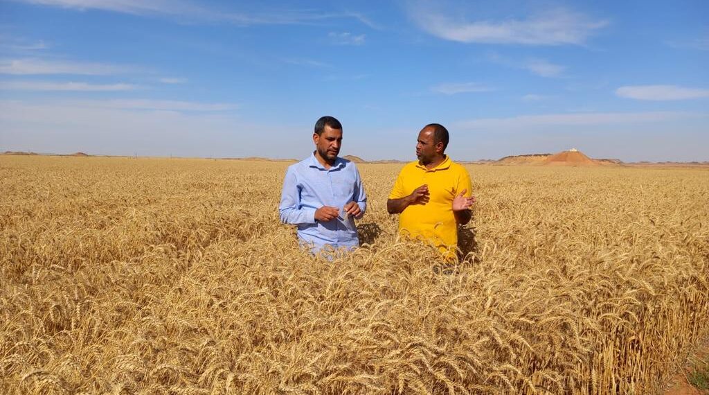 سعر توريد القمح 2024