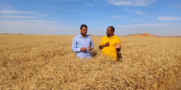 توريد القمح .. الزراعة تتابع عمليات الحصاد والتسليم بأسوان 1 سعر توريد القمح 2024