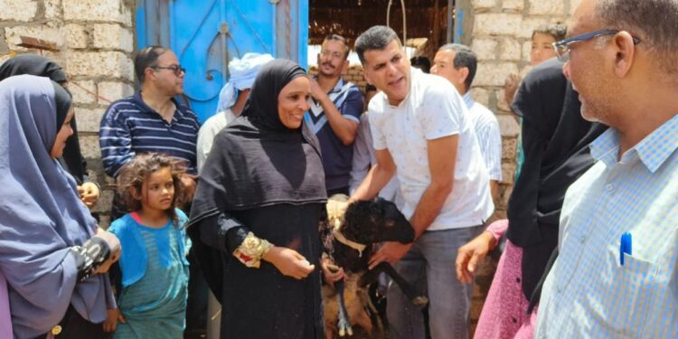 الزراعة: توزع الأغنام مجانا على 20 سيدة بمنطقة وادى النقرة بمحافظة أسوان 1 الزراعة