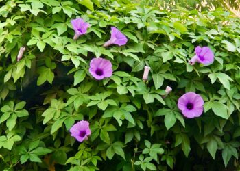 مكافحة الحشائش