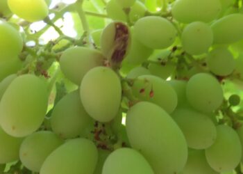 دودة ثمار العنب