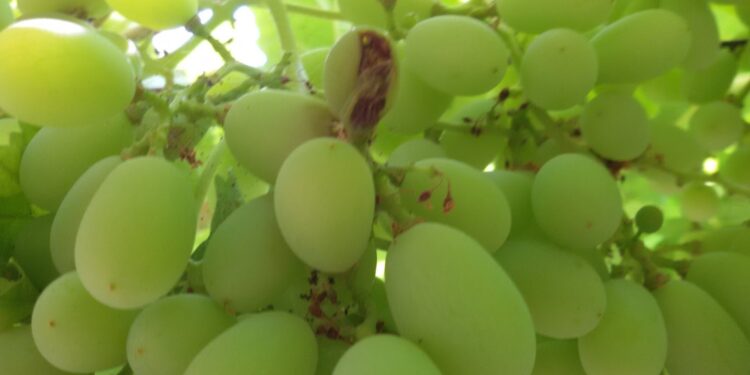 دودة ثمار العنب.. أخطرها الجيل الثالث و24 مركبًا للمكافحة "تعرف عليها" 1 دودة ثمار العنب