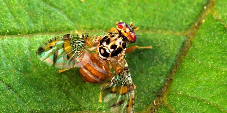 ذباب الفاكهة.. حشرتي "الخوخ" و"المتوسط" الأخطر لهذا السبب 1 ذباب الفاكهة