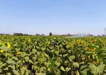 محصول عباد الشمس