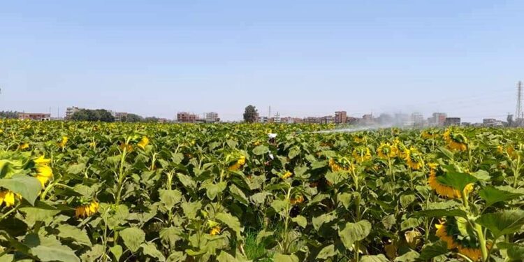 محصول عباد الشمس .. حزمة توصيات هامة من المركزي للحشائش 1 محصول عباد الشمس