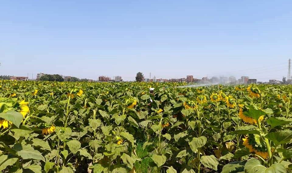 محصول عباد الشمس