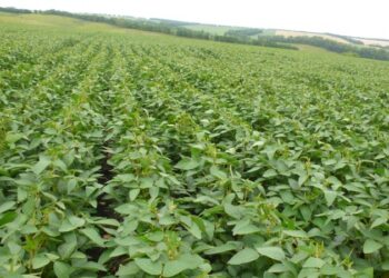 محصول فول الصويا