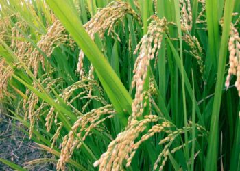 الأرز المقاوم للفحة