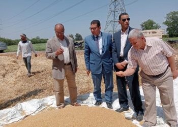 محصول القمح