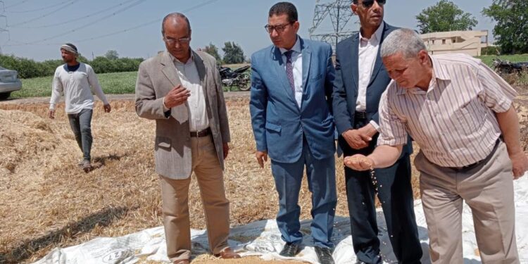 محصول القمح .."الزراعة" تنفذ يوم حصاد بمحافظة القليوبية 1 محصول القمح