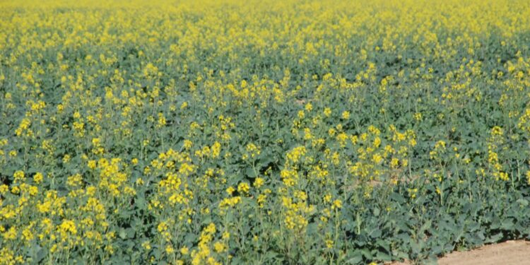 محصول الكانولا.. أنواع الأراضي الصالحة للزراعة وأبرز مواصفاته القياسية 1 محصول الكانولا