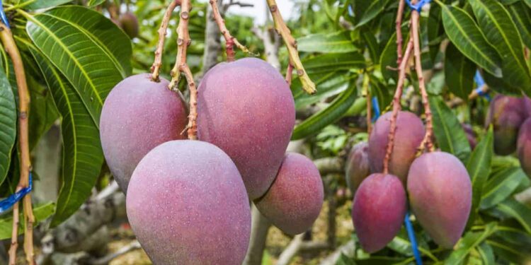 المانجو.. خطأ شائع يقلص إمكانية تصدير المحصول إلى الخارج 1 المانجو