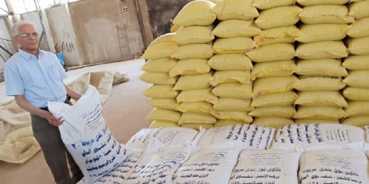 محطات الغربلة ودورها في إنتاج واعتماد تقاوي المحاصيل الزراعية 1 محطات الغربلة