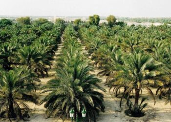 معهد أمراض النباتات يصدر توصيات فنية لنخيل البلح في شهر مايو