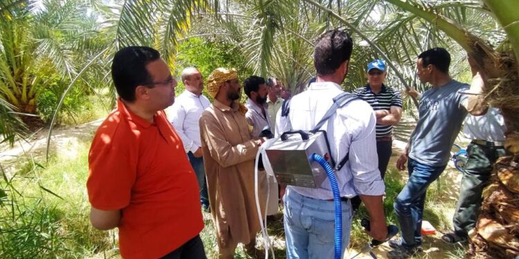 المركزية لمكافحة الآفات تتابع محصولي البلح والزيتون في محافظة مطروح 1 مكافحة الآفات