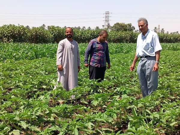 مديرية الزراعة