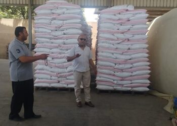 التقاوي المعتمدة