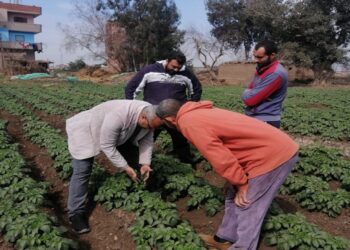 أمراض النباتات