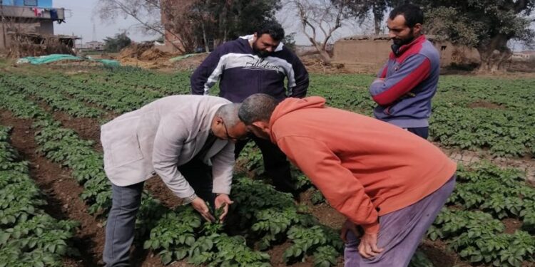 نشاط معهد بحوث أمراض النباتات عن شهر مايو 2023 1 أمراض النباتات