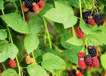 أوراق التوت