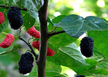 أوراق التوت