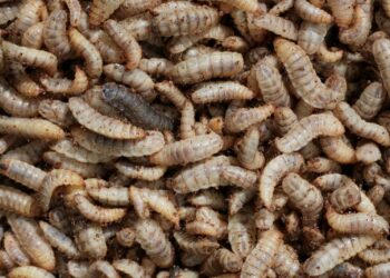 البروتين الحشري