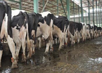 الثروة الحيوانية