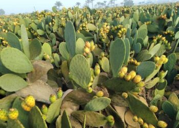 التين الشوكي