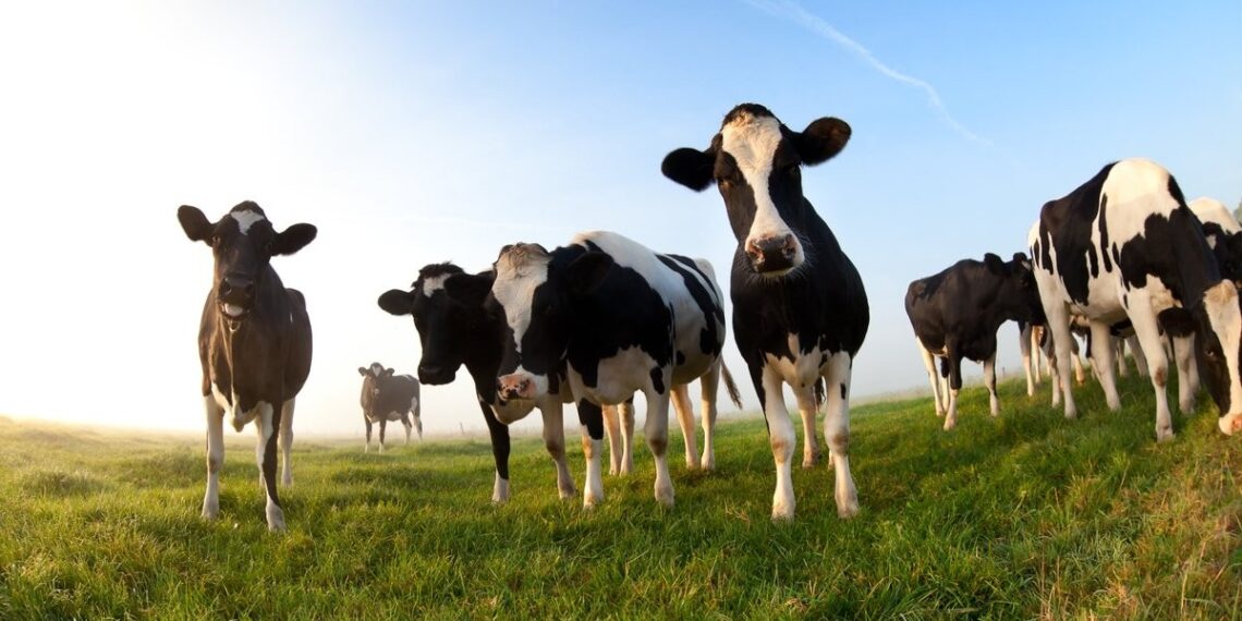 التغذية السليمة