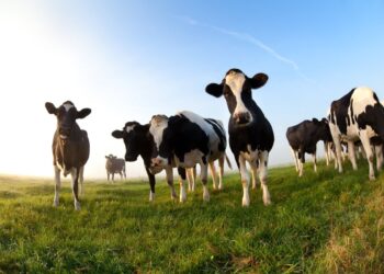 التغذية السليمة