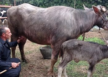 تحسين الجاموس المصري