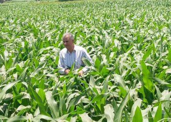 مديرية الزراعة بأسيوط .. د. رضا عليوة يتابع المحاصيل الصيفية وتوريد القمح