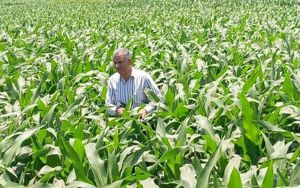 مديرية الزراعة بأسيوط .. د. رضا عليوة يتابع المحاصيل الصيفية وتوريد القمح 1 مديرية الزراعة بأسيوط .. د. رضا عليوة يتابع المحاصيل الصيفية وتوريد القمح