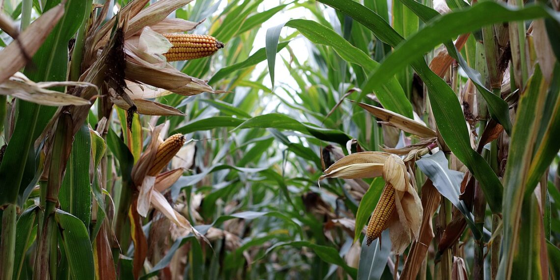 البياض الزغبي.. مخاطر زراعة الذرة الشامية بعد المحاصيل العلفية 1 البياض الزغبي