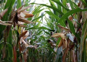 البياض الزغبي