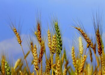 المحاصيل الحقلية