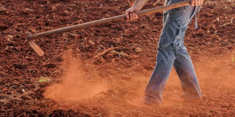 المكافحة الزراعية.. مشاكل "التروية" وأفضل الطرق للتخلص من "عدو الذرة" 1 المكافحة الزراعية