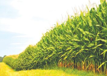 وزارة الزراعة