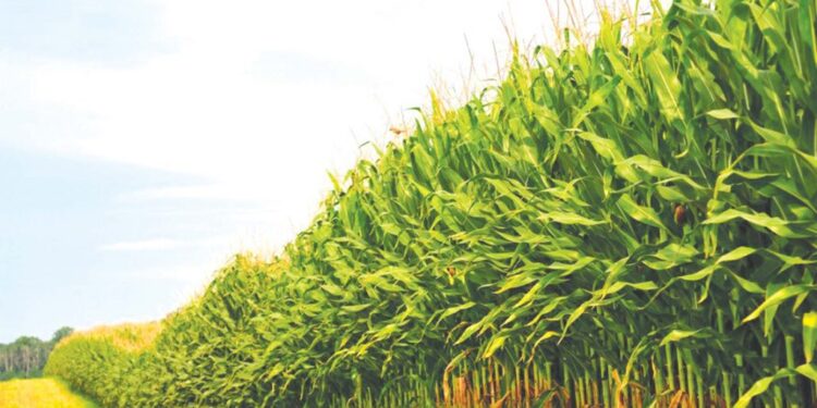 وزارة الزراعة