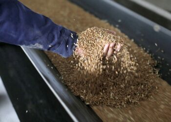 تخزين البذور