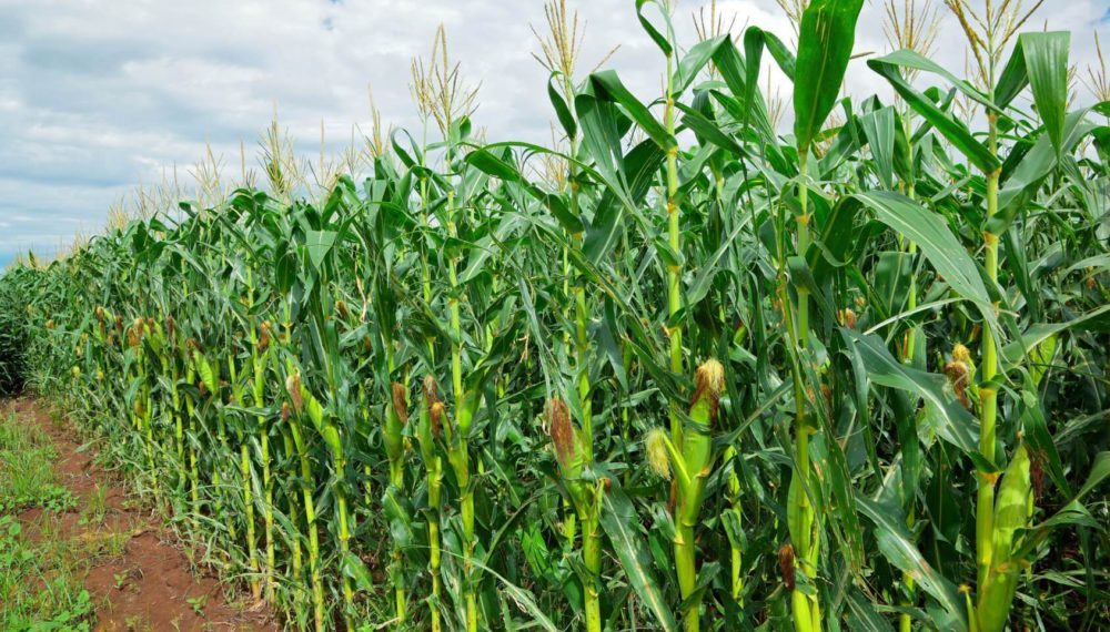 الذرة الشامية