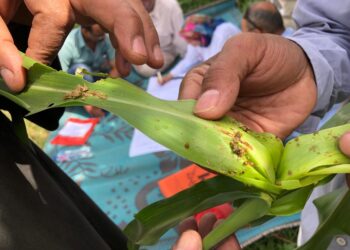 دودة الحشد الخريفية