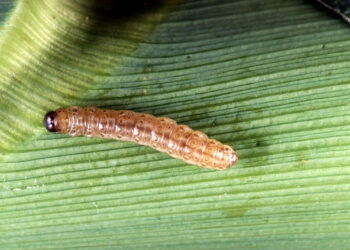 دودة الذرة الأوروبية