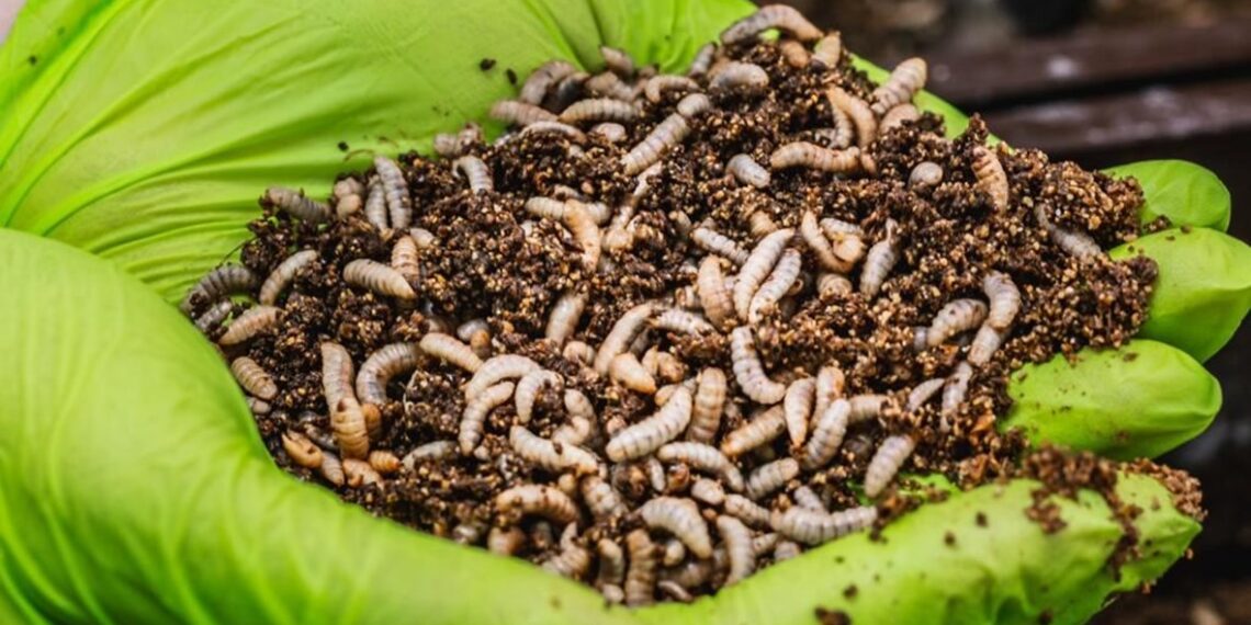 ذبابة الجندي الأسود