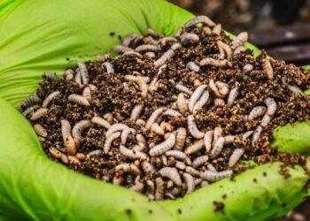 ذبابة الجندي الأسود