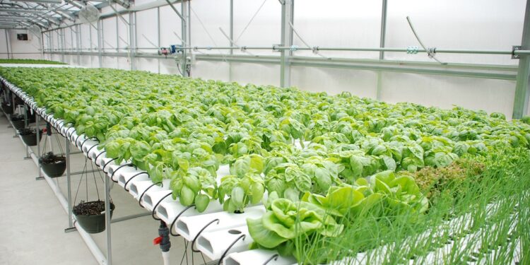 زراعة الهيدروبونيك