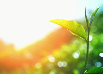 سيليكات البوتاسيوم